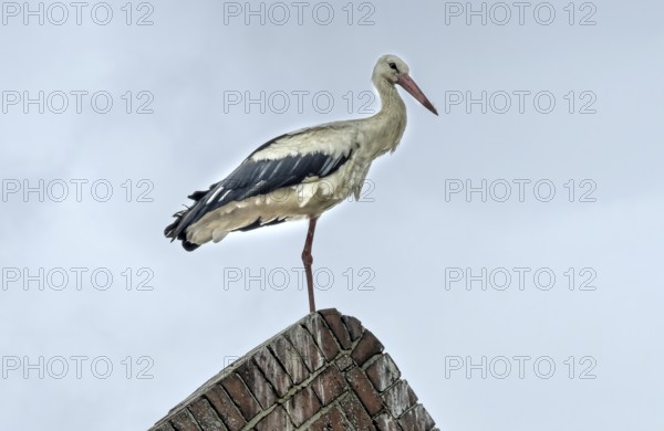 Stork, roof, stork village Rühstädt, Brandenburg, Germany