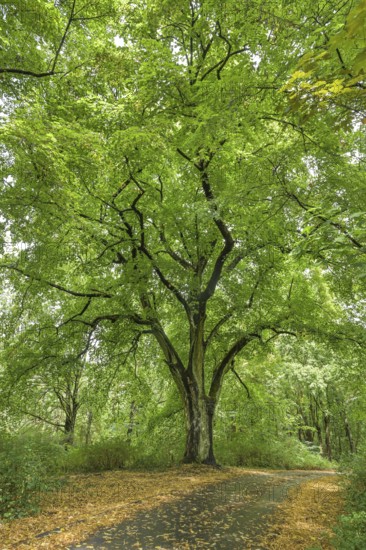 Old lime tree in the forest near Beelitz, Brandenburg, Germany