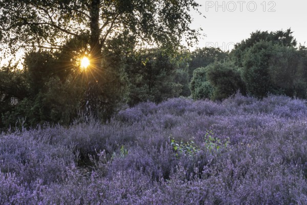 Heath landscape with heather (Calluna vulgaris) and juniper (Juniperus communis), Emsland, Lower Saxony, Germany