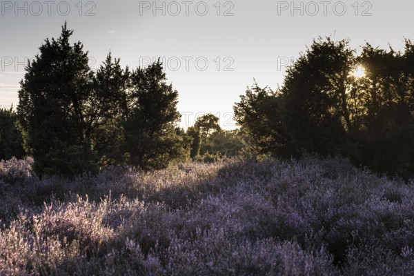 Heath landscape with heather (Calluna vulgaris) and juniper (Juniperus communis), Emsland, Lower Saxony, Germany