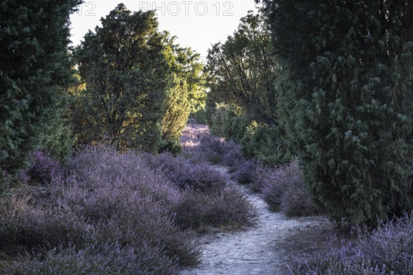 Heath landscape with heather (Calluna vulgaris) and juniper (Juniperus communis), Emsland, Lower Saxony, Germany