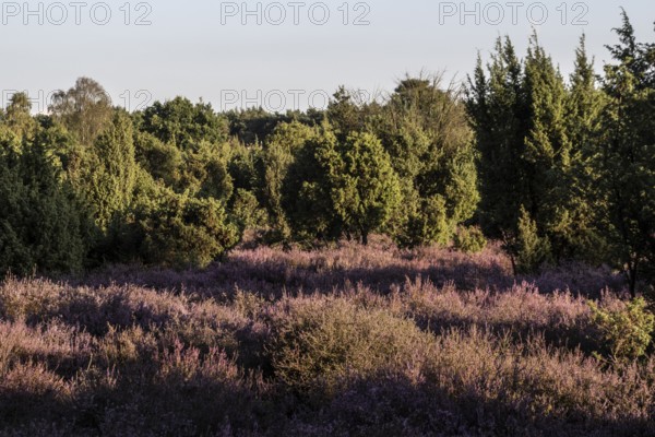 Heath landscape with heather (Calluna vulgaris) and juniper (Juniperus communis), Emsland, Lower Saxony, Germany