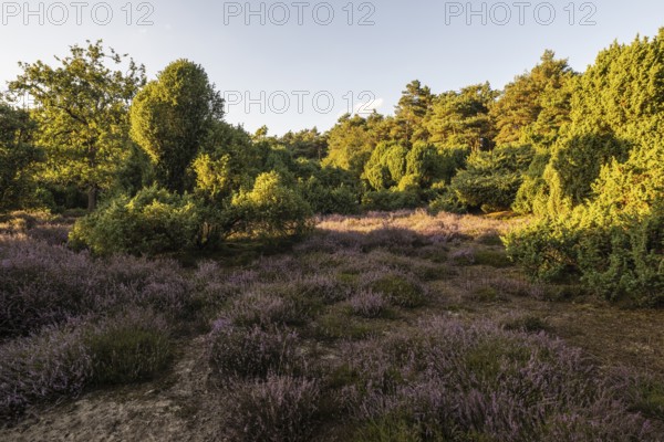 Heath landscape with heather (Calluna vulgaris) and juniper (Juniperus communis), Emsland, Lower Saxony, Germany