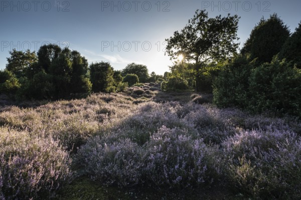 Heath landscape with heather (Calluna vulgaris) and juniper (Juniperus communis), Emsland, Lower Saxony, Germany