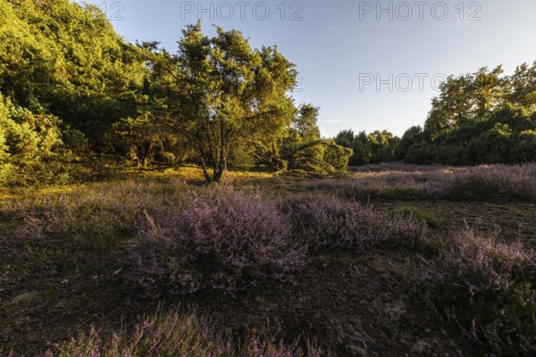 Heath landscape with heather (Calluna vulgaris) and juniper (Juniperus communis), Emsland, Lower Saxony, Germany