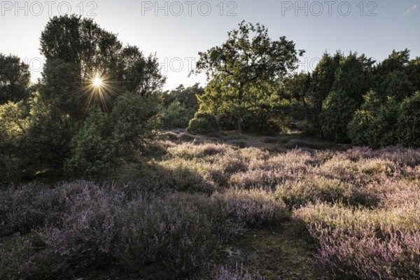 Heath landscape with heather (Calluna vulgaris) and juniper (Juniperus communis), Emsland, Lower Saxony, Germany
