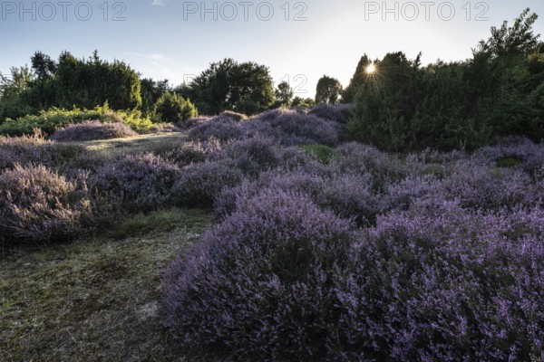 Heath landscape with heather (Calluna vulgaris) and juniper (Juniperus communis), Emsland, Lower Saxony, Germany