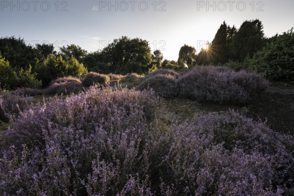 Heath landscape with heather (Calluna vulgaris) and juniper (Juniperus communis), Emsland, Lower Saxony, Germany