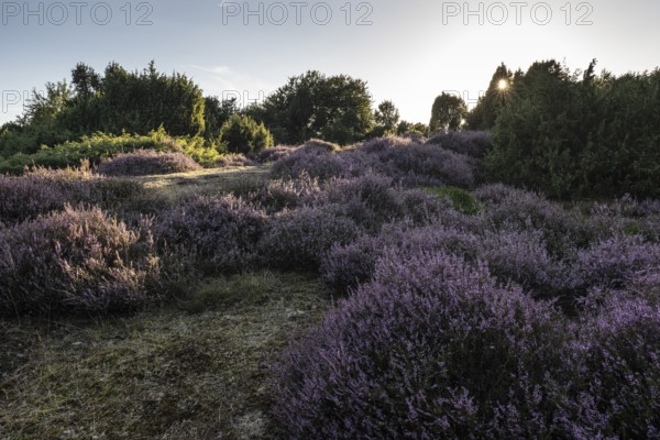 Heath landscape with heather (Calluna vulgaris) and juniper (Juniperus communis), Emsland, Lower Saxony, Germany