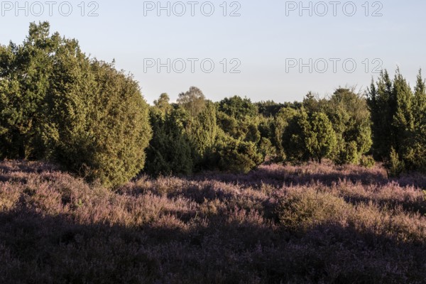 Heath landscape with heather (Calluna vulgaris) and juniper (Juniperus communis), Emsland, Lower Saxony, Germany