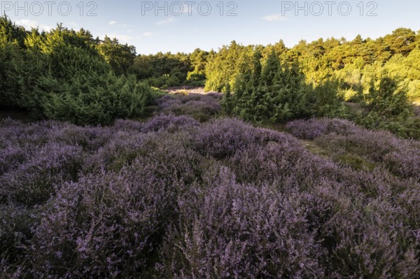 Heath landscape with heather (Calluna vulgaris) and juniper (Juniperus communis), Emsland, Lower Saxony, Germany