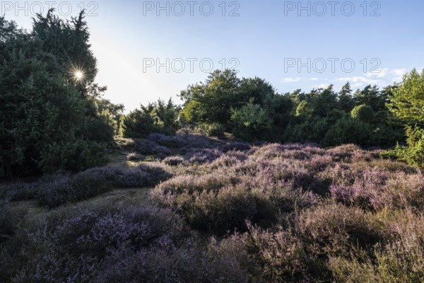 Heath landscape with heather (Calluna vulgaris) and juniper (Juniperus communis), Emsland, Lower Saxony, Germany