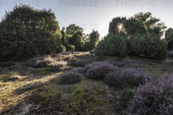 Heath landscape with heather (Calluna vulgaris) and juniper (Juniperus communis), Emsland, Lower Saxony, Germany