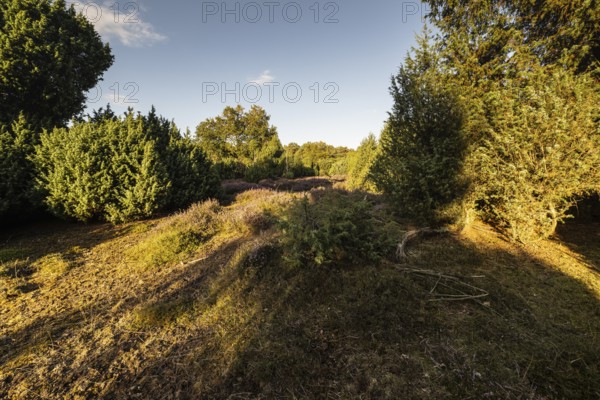 Heath landscape with heather (Calluna vulgaris) and juniper (Juniperus communis), Emsland, Lower Saxony, Germany