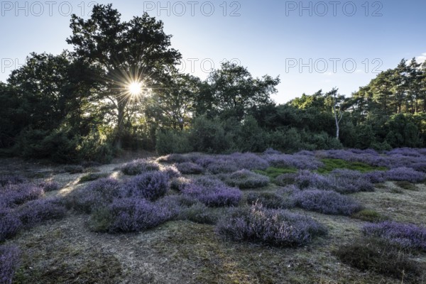 Heath landscape with heather (Calluna vulgaris) and juniper (Juniperus communis), Emsland, Lower Saxony, Germany
