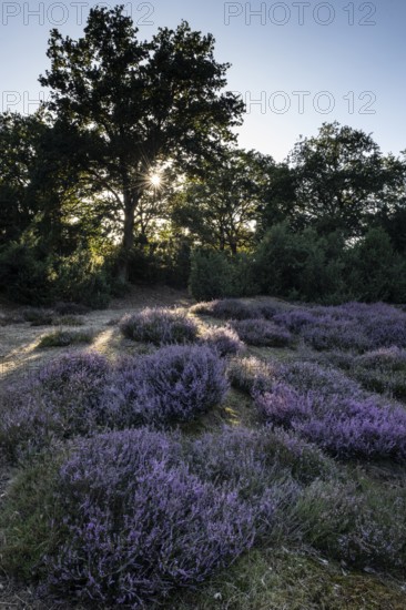 Heath landscape with heather (Calluna vulgaris) and juniper (Juniperus communis), Emsland, Lower Saxony, Germany
