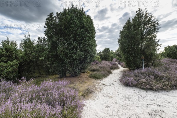 Heath landscape with heather (Calluna vulgaris) and juniper (Juniperus communis), Emsland, Lower Saxony, Germany
