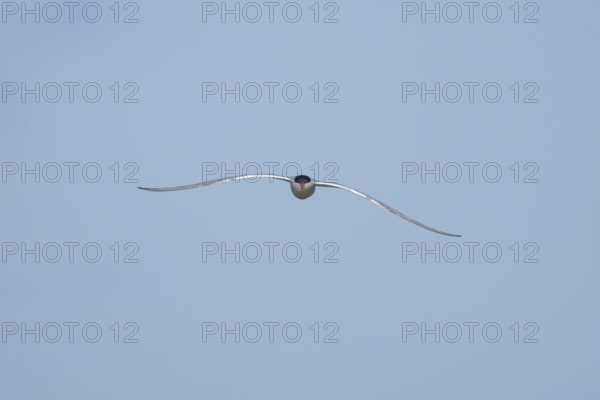 Common tern (Sterna hirundo) adult bird in flight in a blue sky, England, United Kingdom