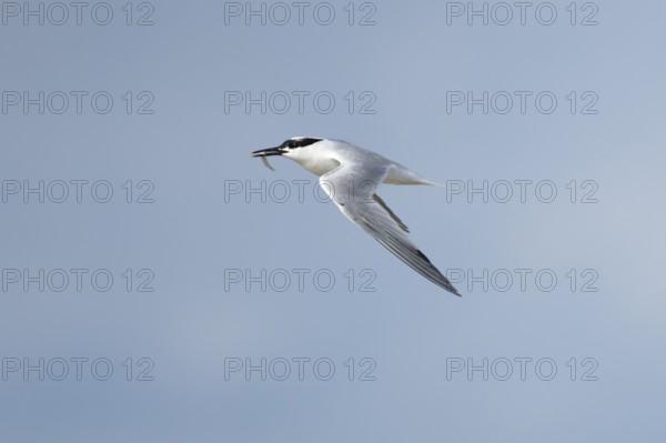 Sandwich tern (Thalasseus sandvicensis) adult bird with a fish in its beak in flight, England, United Kingdom