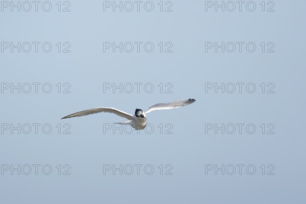 Sandwich tern (Thalasseus sandvicensis) adult bird shaking in flight, England, United Kingdom