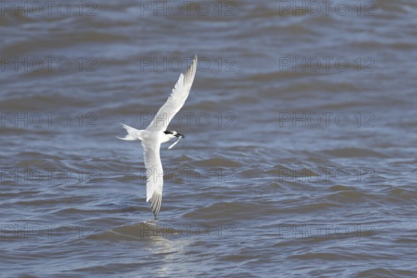 Sandwich tern (Thalasseus sandvicensis) adult bird with a fish in its beak in flight over the sea, England, United Kingdom