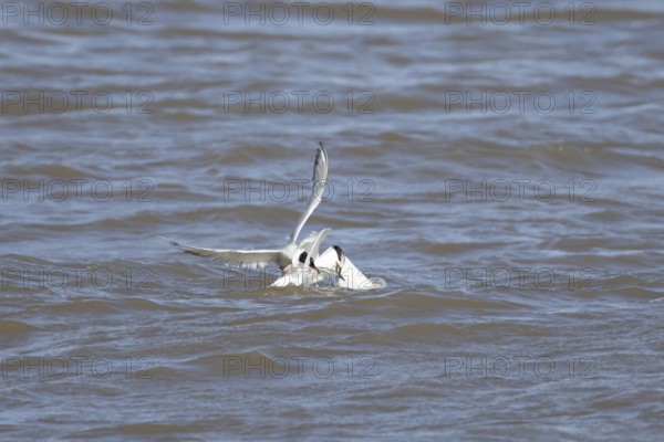 Common tern (Sterna hirundo) and Sandwich tern (Thalasseus sandvicensis) adult birds fighting over a fish in the sea, England, United Kingdom