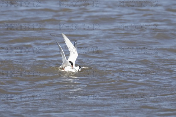 Common tern (Sterna hirundo) and Sandwich tern (Thalasseus sandvicensis) adult birds fighting over a fish in the sea, England, United Kingdom