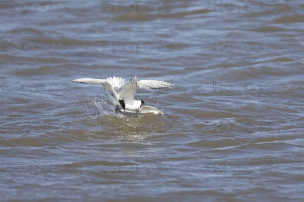 Common tern (Sterna hirundo) and Sandwich tern (Thalasseus sandvicensis) adult birds fighting over a fish in the sea, England, United Kingdom