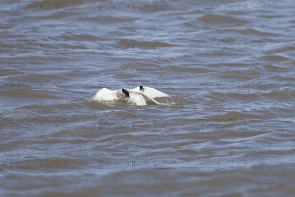 Common tern (Sterna hirundo) and Sandwich tern (Thalasseus sandvicensis) adult birds fighting over a fish in the sea, England, United Kingdom