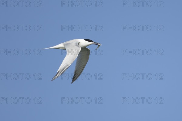 Sandwich tern (Thalasseus sandvicensis) adult bird with a fish in its beak in flight in a blue sky, England, United Kingdom