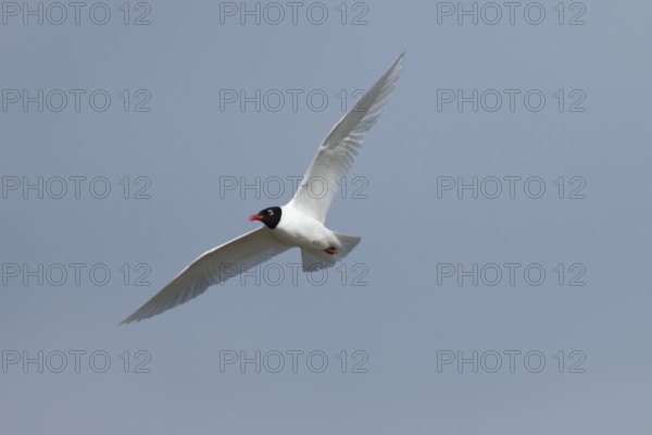 Mediterranean gull (Ichthyaetus melanocephalus) adult bird in flight in a blue sky, England, United Kingdom
