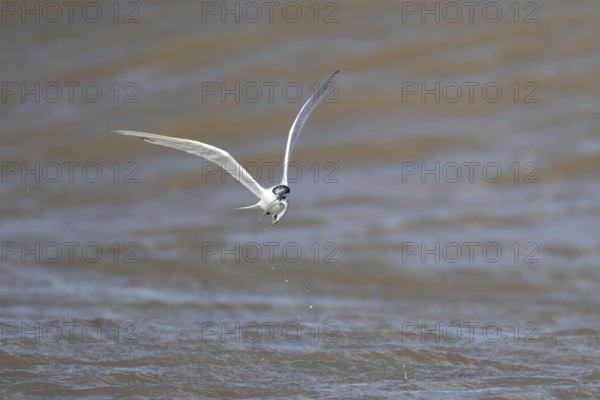 Sandwich tern (Thalasseus sandvicensis) adult bird with a fish in its beak in flight over the sea, England, United Kingdom