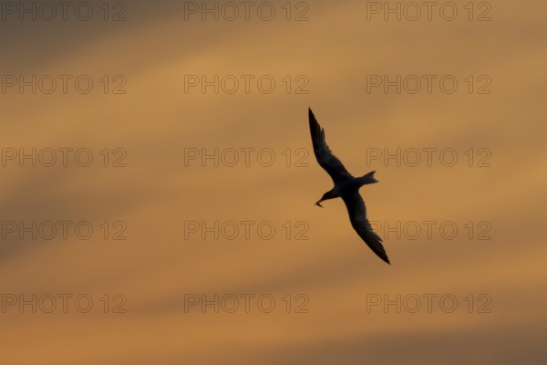 Sandwich tern (Thalasseus sandvicensis) silhouette of an adult bird with a fish in its beak in flight at sunset, England, United Kingdom