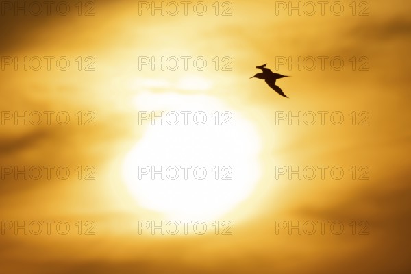 Sandwich tern (Thalasseus sandvicensis) silhouette of an adult bird in flight at sunset, England, United Kingdom