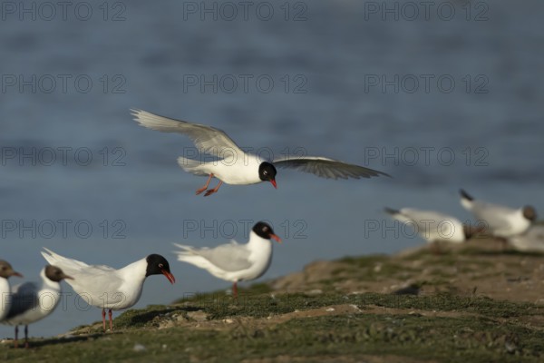 Mediterranean gull (Ichthyaetus melanocephalus) adult bird in flight coming into land on an island, England, United Kingdom