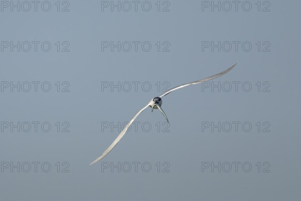 Sandwich tern (Thalasseus sandvicensis) adult bird with a fish in its beak in flight, England, United Kingdom