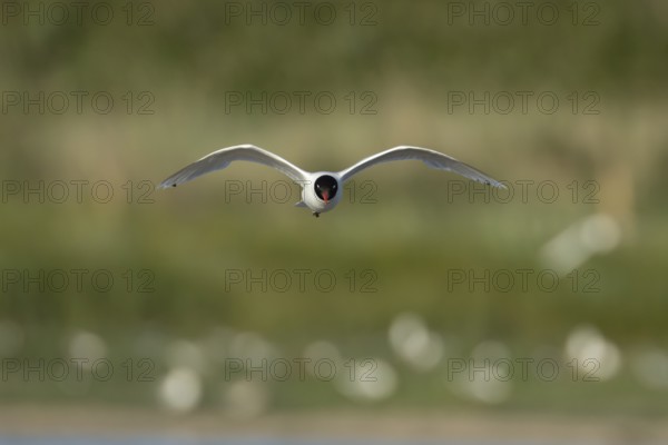 Mediterranean gull (Ichthyaetus melanocephalus) adult bird in flight, England, United Kingdom