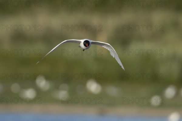 Mediterranean gull (Ichthyaetus melanocephalus) adult bird in flight, England, United Kingdom