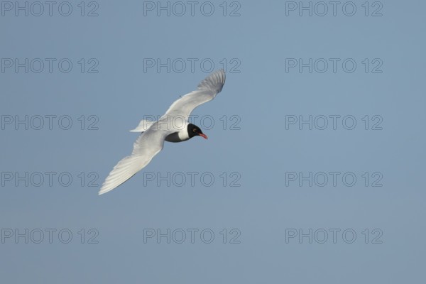 Mediterranean gull (Ichthyaetus melanocephalus) adult bird in flight in a blue sky, England, United Kingdom