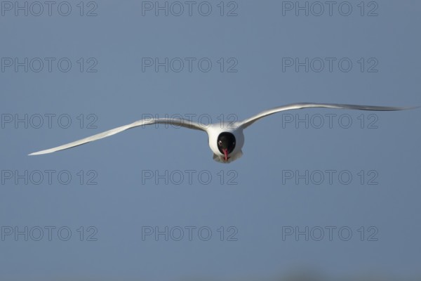 Mediterranean gull (Ichthyaetus melanocephalus) adult bird in flight in a blue sky, England, United Kingdom