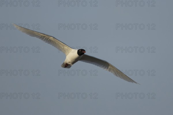 Mediterranean gull (Ichthyaetus melanocephalus) adult bird in flight in a blue sky, England, United Kingdom