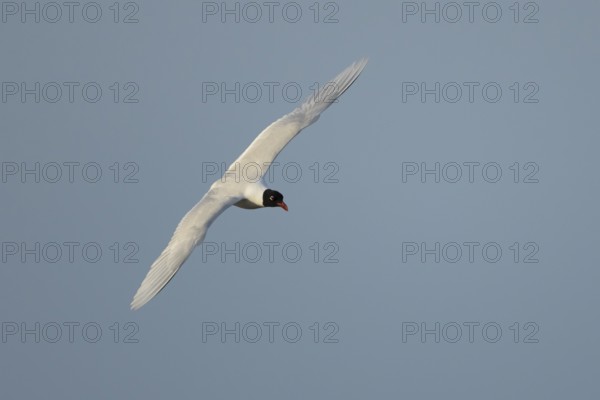 Mediterranean gull (Ichthyaetus melanocephalus) adult bird in flight in a blue sky, England, United Kingdom