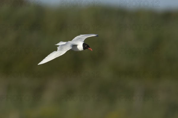 Mediterranean gull (Ichthyaetus melanocephalus) adult bird in flight, England, United Kingdom