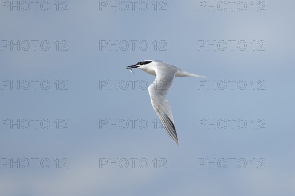 Sandwich tern (Thalasseus sandvicensis) adult bird with a fish in its beak in flight, England, United Kingdom