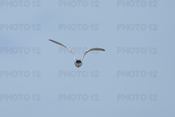 Common tern (Sterna hirundo) adult bird in flight in a blue sky, England, United Kingdom