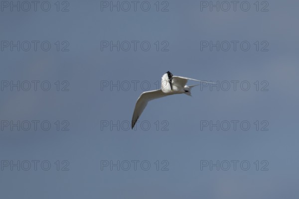 Sandwich tern (Thalasseus sandvicensis) adult bird preening in flight in a blue sky, England, United Kingdom
