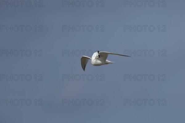 Sandwich tern (Thalasseus sandvicensis) adult bird preening in flight in a blue sky, England, United Kingdom