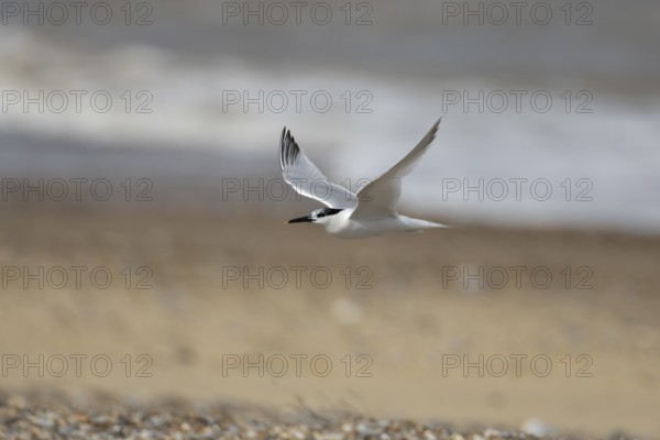 Sandwich tern (Thalasseus sandvicensis) adult bird in flight over a beach, England, United Kingdom