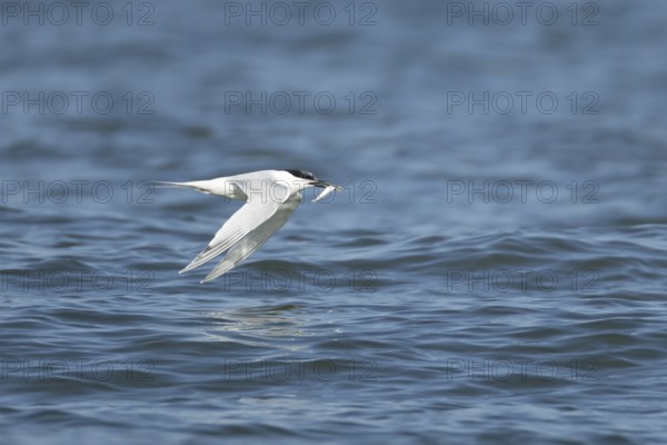 Sandwich tern (Thalasseus sandvicensis) adult bird with a fish in its beak in flight over the sea, England, United Kingdom