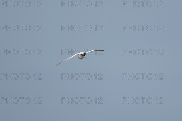 Sandwich tern (Thalasseus sandvicensis) adult bird preening in flight in a blue sky, England, United Kingdom